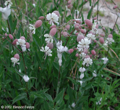 bladder campion